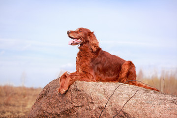Red irish setter dog