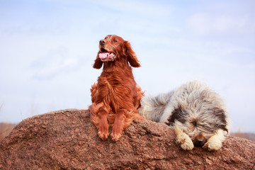 red setter and briard dogs