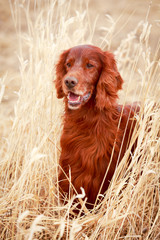 Red irish setter dog