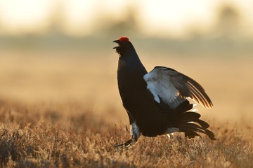 Black grouse jumping