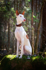 Ibizan Hound dog