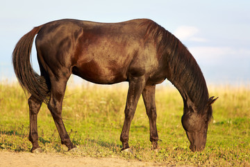 Obraz premium Trakehner black stallion