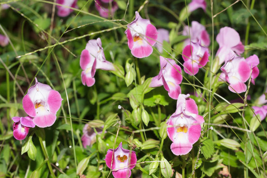 Wishbone Flower