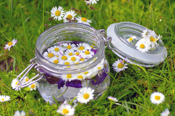 Bellis Perennis im Glas