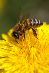 Bee collecting pollen on yellow dandelion. macro.
