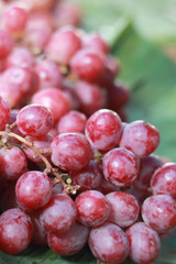 Fresh grapes on the market