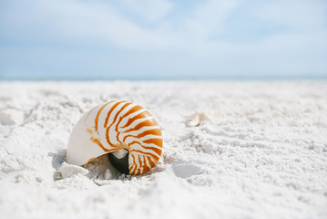 Fototapeta na wymiar Nautilus powłoki w morskiej fali, Florida plaży słońce pod ligh