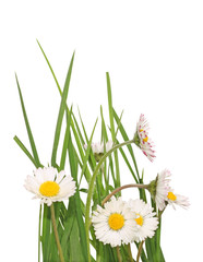 pâquerettes et brins d'herbe