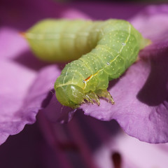 chenille sur fleur de rhododendron