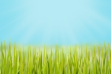Fototapeta na wymiar grass on the meadow in bright sunlight