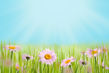 daisy flowers on the meadow in bright sunlight