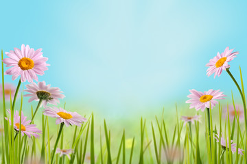 daisy flowers on the meadow in bright sunlight