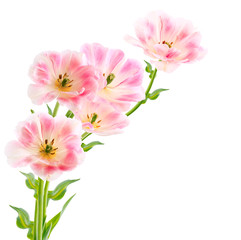 Tulips isolated on white background