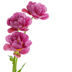 Tulips isolated on white background