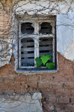ivy leaves growing through broken window