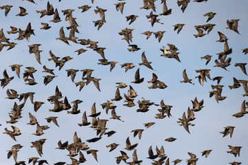 Starling, Sturnus vulgaris