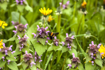 Dandelion flower, fresh nettles and bumblebee closeup