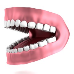 realistic 3d render of human teeth