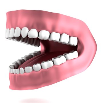 realistic 3d render of human teeth