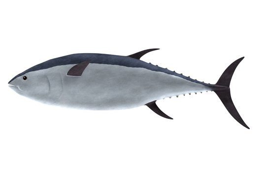 realistic 3d render of tuna fish