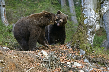 Brown bear