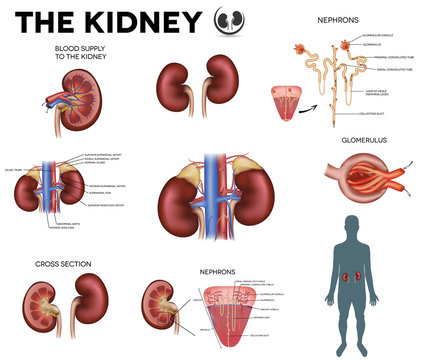 The kidney big colorful poster, detailed diagram.