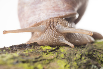 Schnecke auf einer Baumrinde