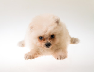 Pomeranian spitz puppy