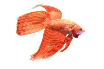 Fototapeta premium Isolate one red Siamese fighting fish