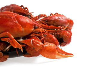 Boiled crayfish on a plate isolated on white background