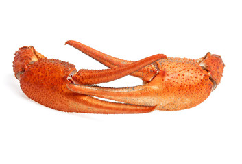 Claws crayfish isolated on white background, closeup