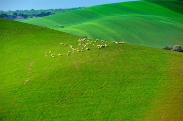 sheep countryside