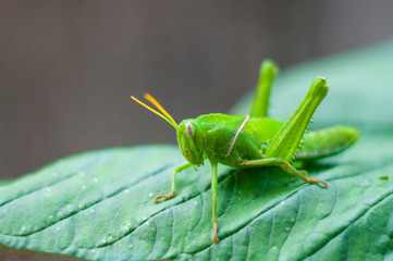 Bright green grasshopper