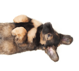 funny puppy lying on his back