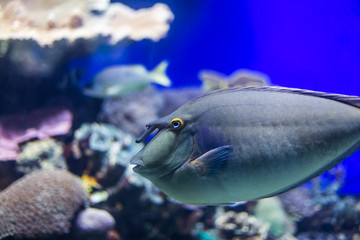 species of fish underwater world