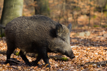 Naklejka na ściany i meble Wildschwein in seinem Lebensraum Wald