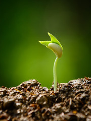 young plant, seedling, sprout, growing