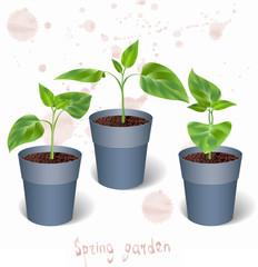 Three green seedlings in blue pots