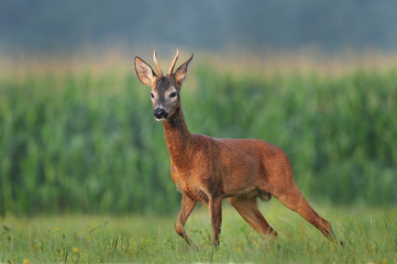 Roe deer