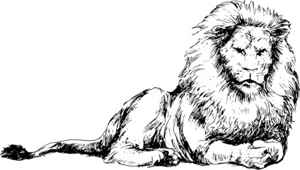 hand drawn lion