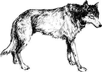 hand drawn wolf