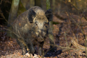 Wildschwein in seinem Lebensraum Wald