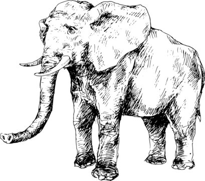 hand drawn elephant
