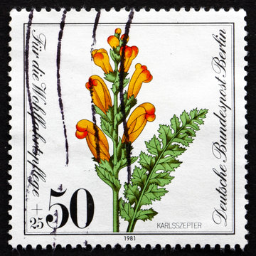 Postage stamp Germany 1981 Moor-king Lousewort, Plant