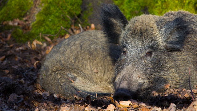 Wildschwein in seinem Lebensraum Wald