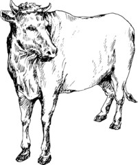 hand drawn cow