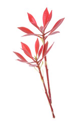 Red spring leaves isolated on white background