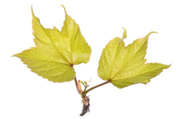 Green spring leaves isolated on white background