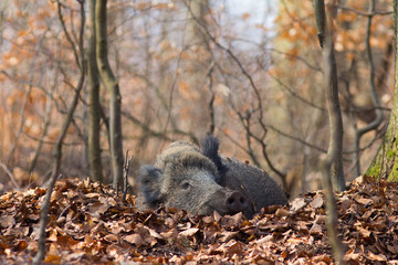 ruhende Wildschweine im Tageslager