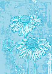 flower marguerite grunge background